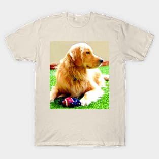 Golden Retriever Dog - Dallas T-Shirt